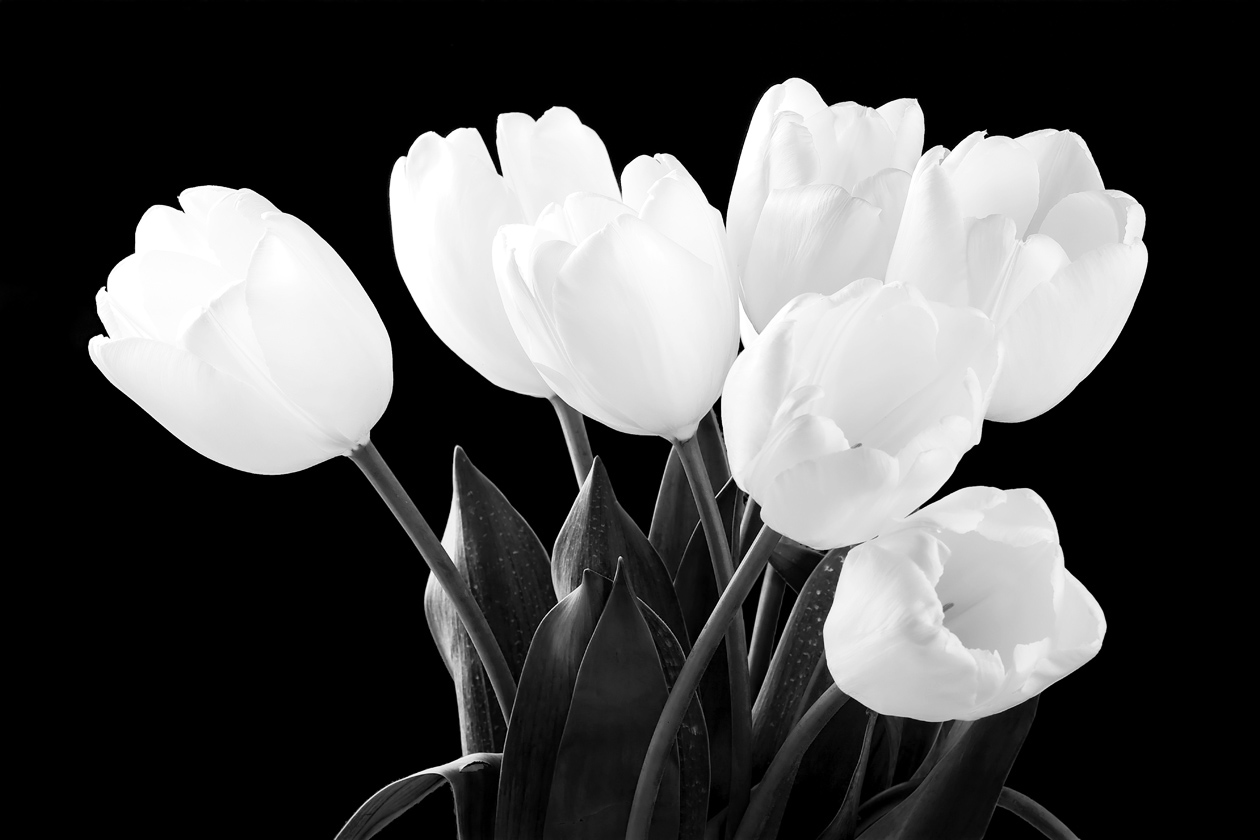 AS149 Wall décor art photographic on canvas floral white tulips black & white